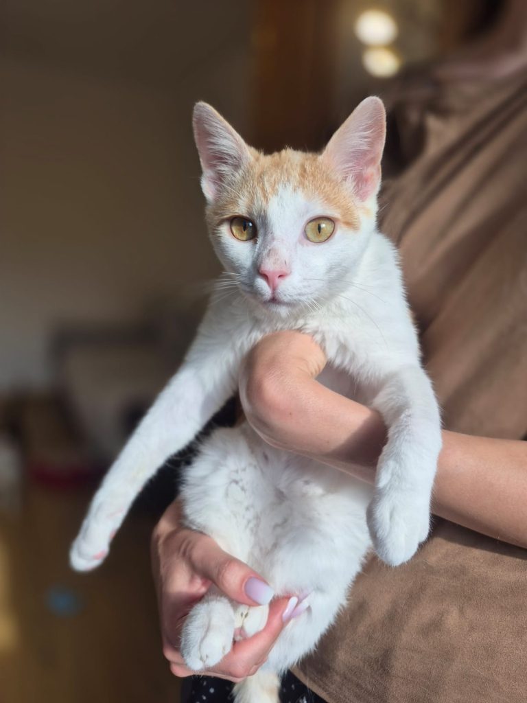 Motan alb cu portocaliu Micky