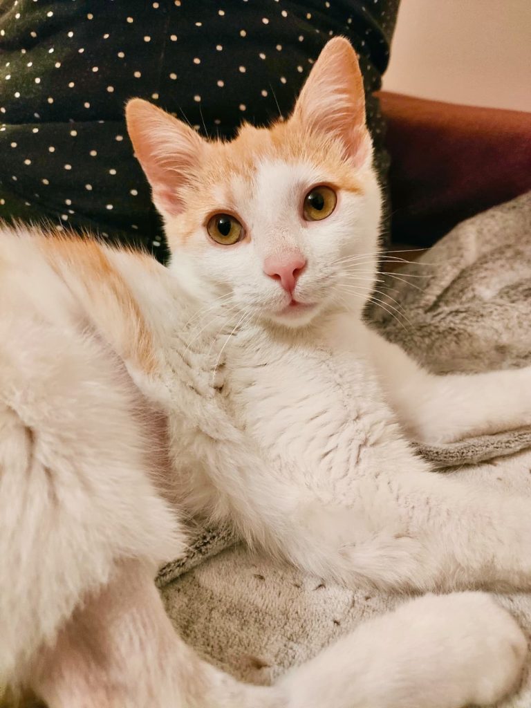 Motan alb cu portocaliu Micky