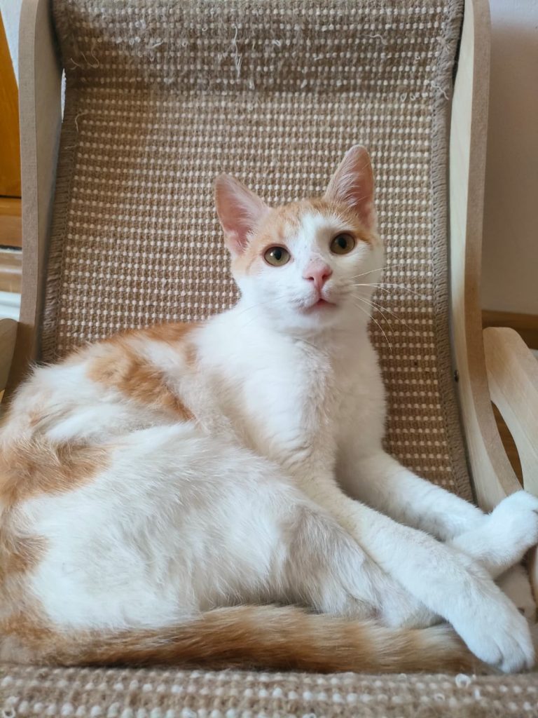 Motan alb cu portocaliu Micky