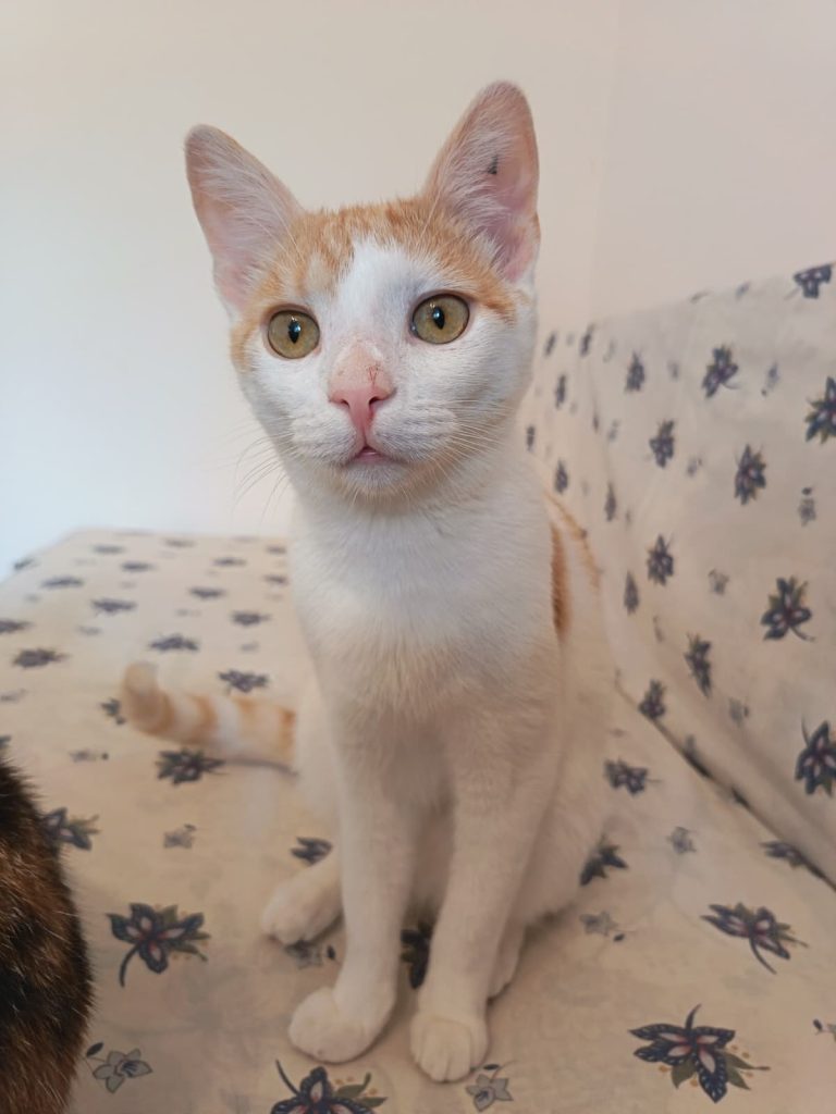 Motan alb cu portocaliu Micky