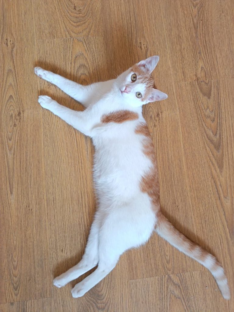 Motan alb cu portocaliu Micky