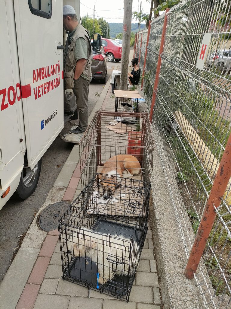 Pe teren cu ambulanta Zoo Vet