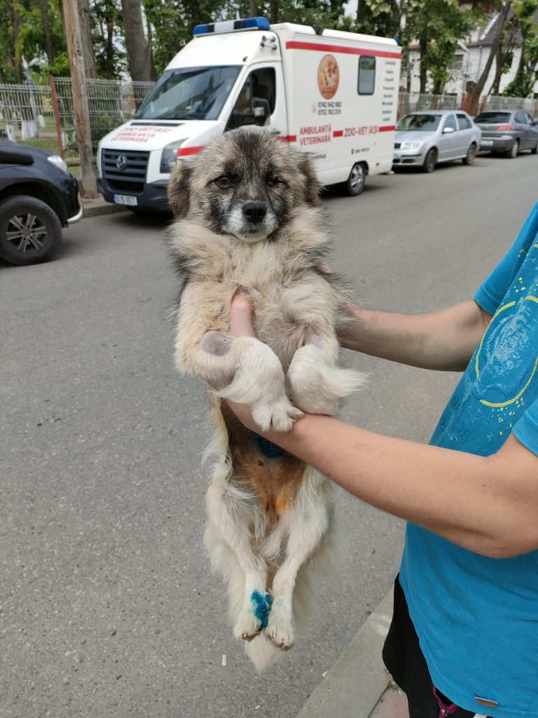 Pe teren cu ambulanta Zoo Vet