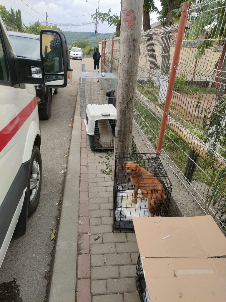 Pe teren cu ambulanta Zoo Vet
