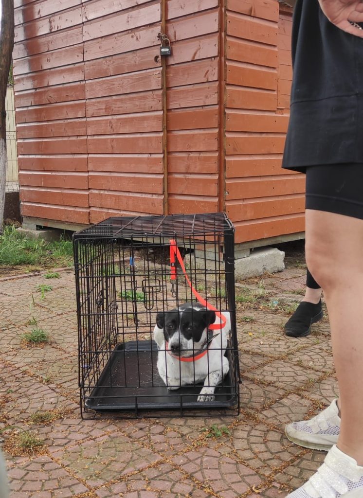 Pe teren cu ambulanta Zoo Vet