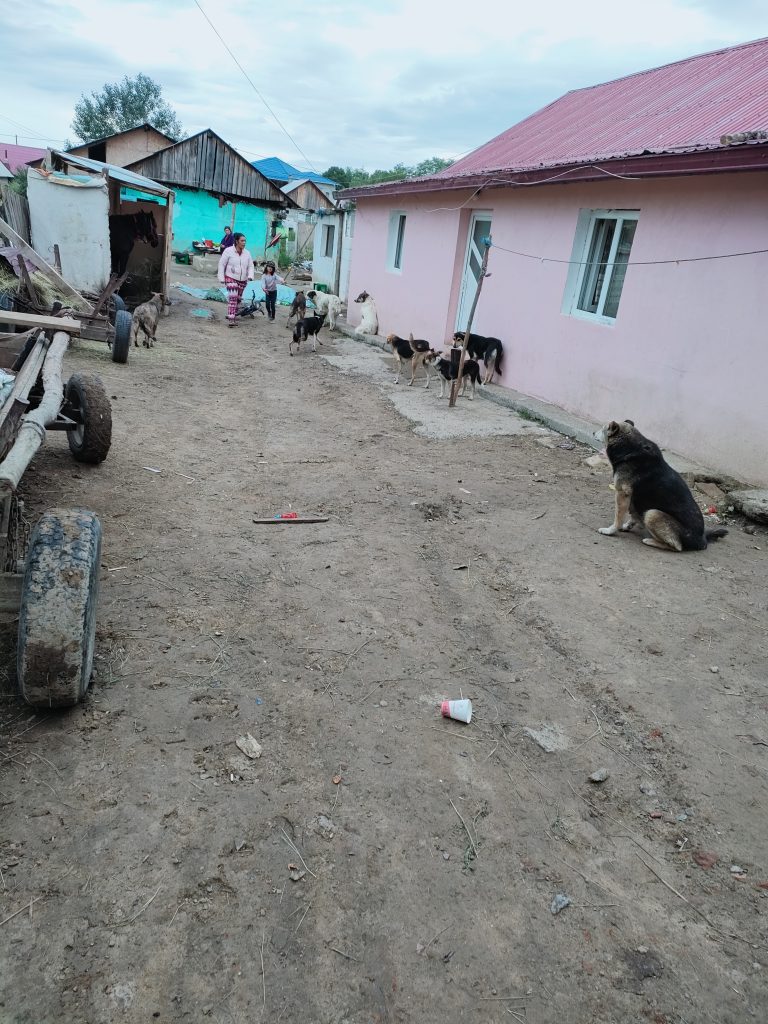 Pe teren cu ambulanta Zoo Vet