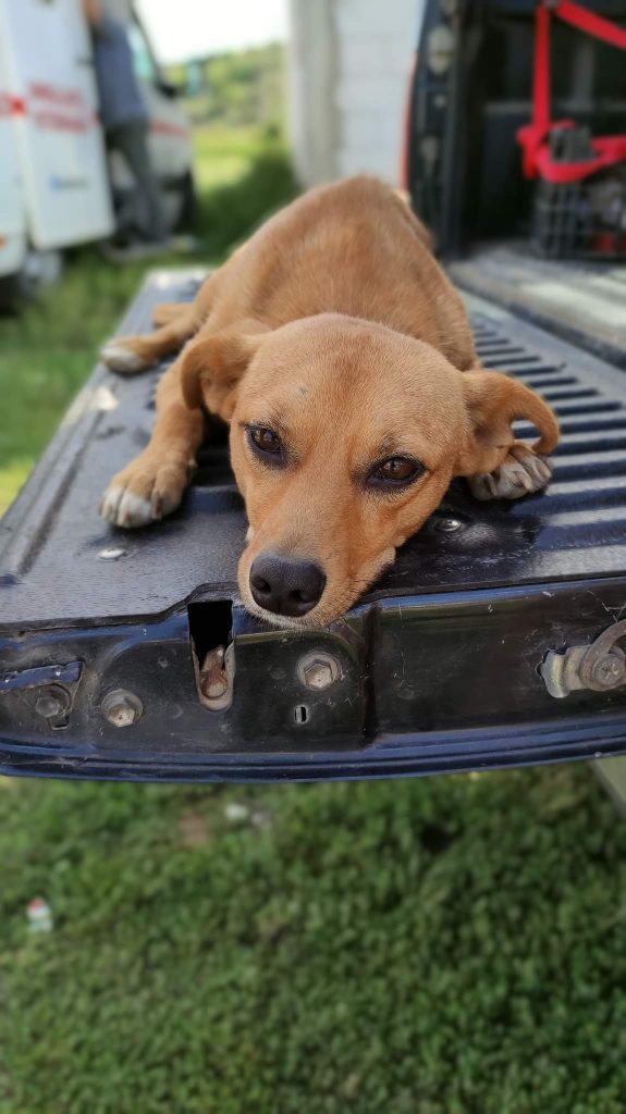 Pe teren cu ambulanta Zoo Vet