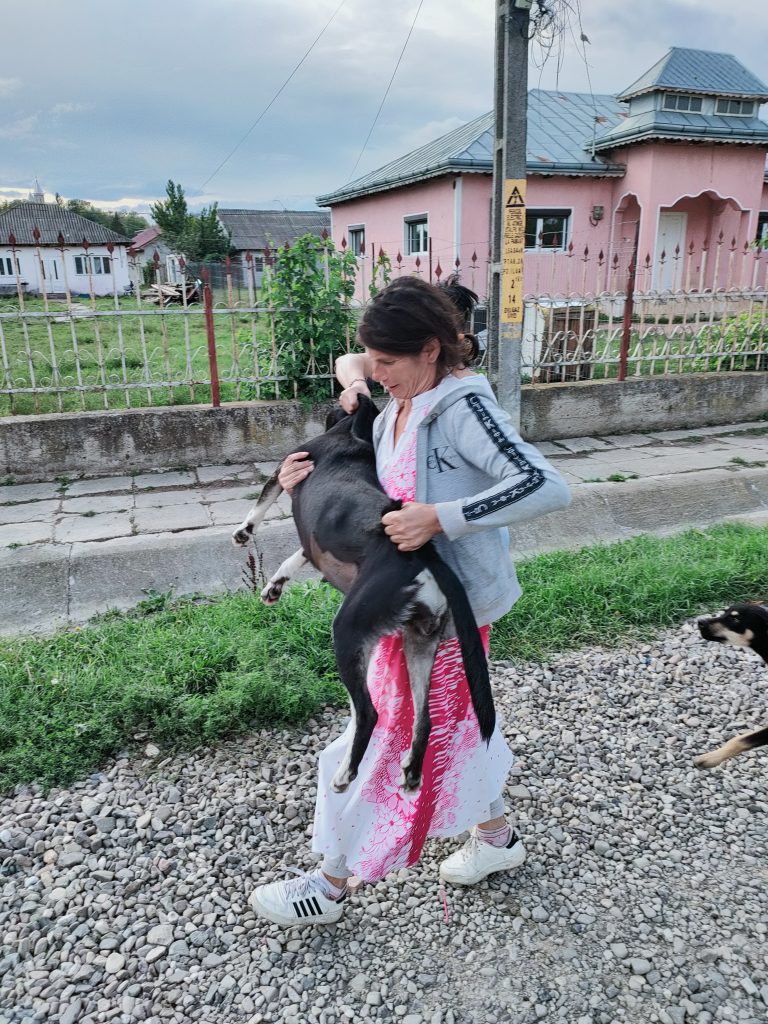 Pe teren cu ambulanta Zoo Vet