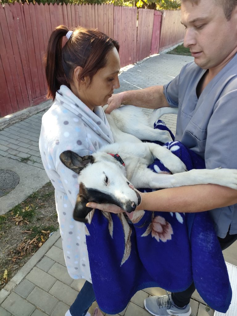 Pe teren cu ambulanta Zoo Vet