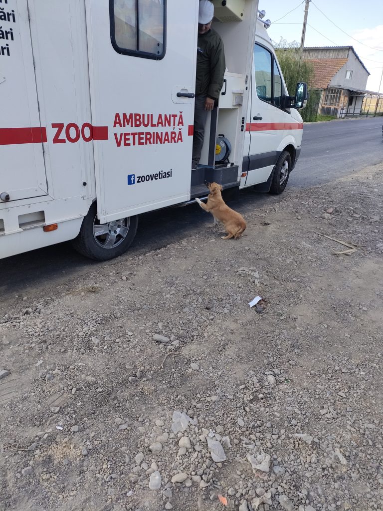 Pe teren cu ambulanta Zoo Vet