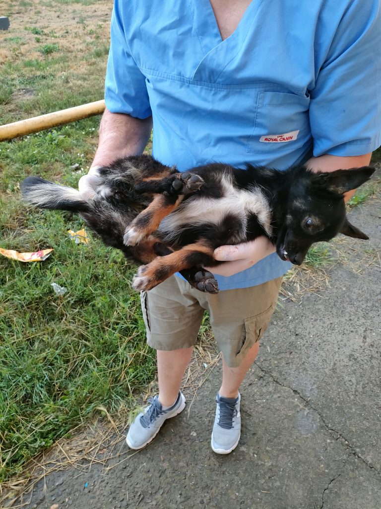 Pe teren cu ambulanta Zoo Vet