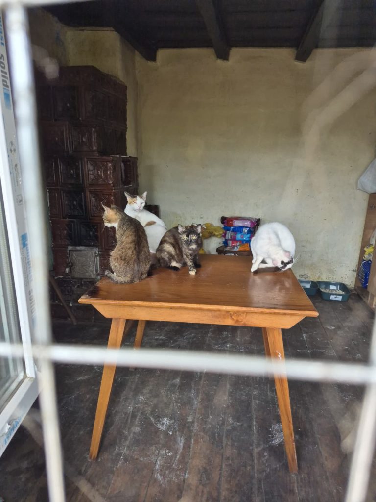 Pe teren, la Rodica, cu pisicile