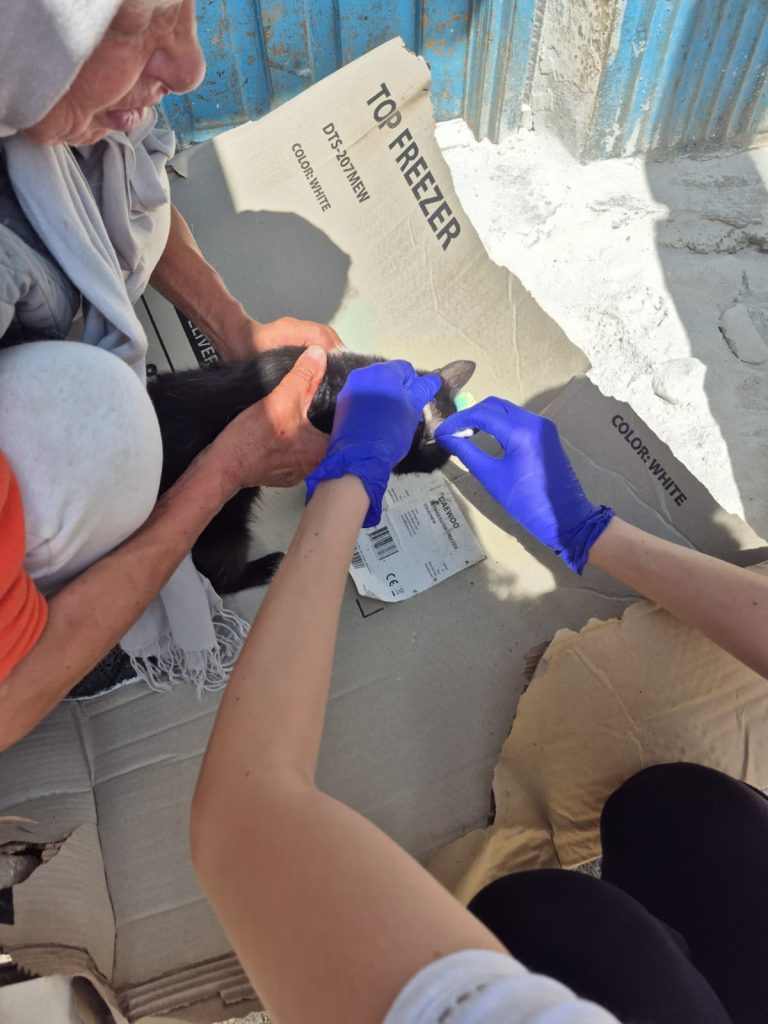 Pe teren, la Rodica, deparazitand pisicile