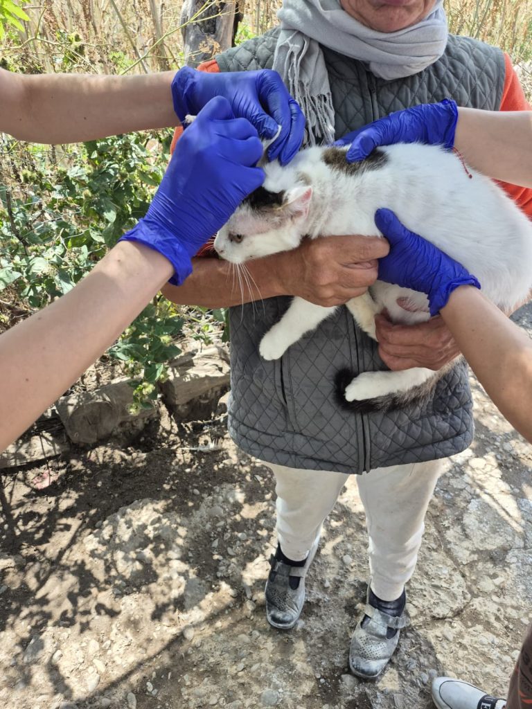 Pe teren, la Rodica, deparazitand pisicile