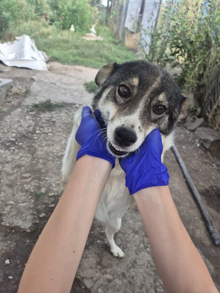 Un caine de la Rodidca