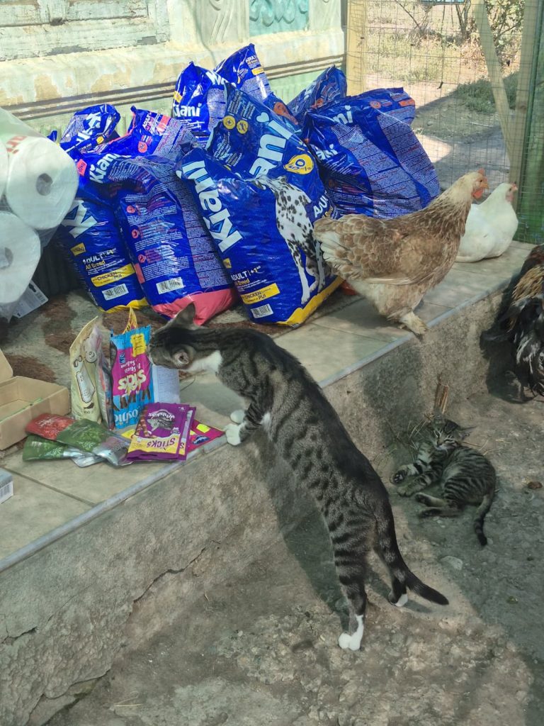 Pisica inspectand mancarea pentru animalele de la Rodica