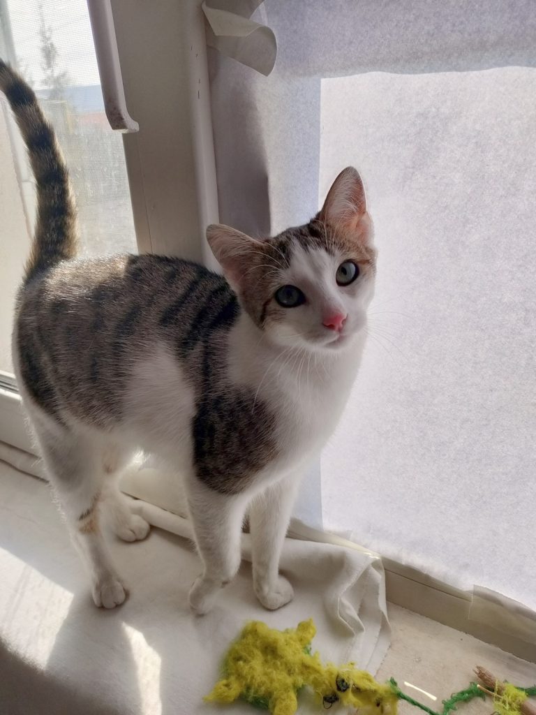 Alice se alinta pe pervaz