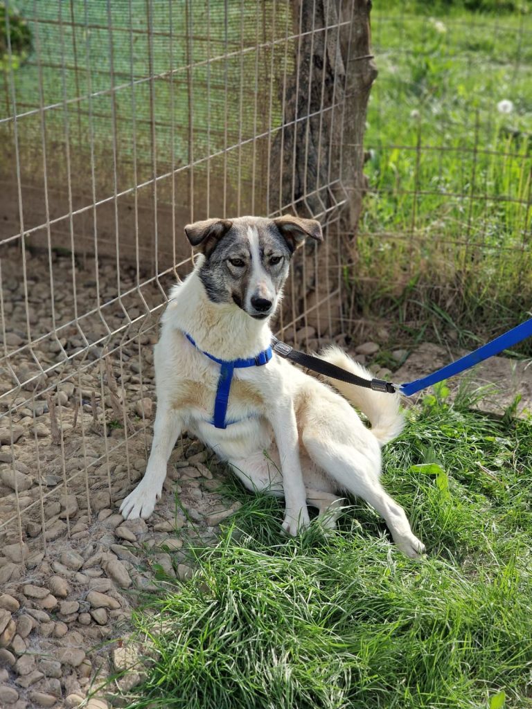 Carla pe iarba, sprijinita de gard