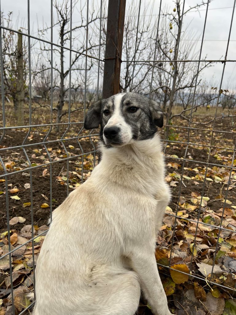 Carla in peisaj de toamna