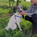 Adopție Carla