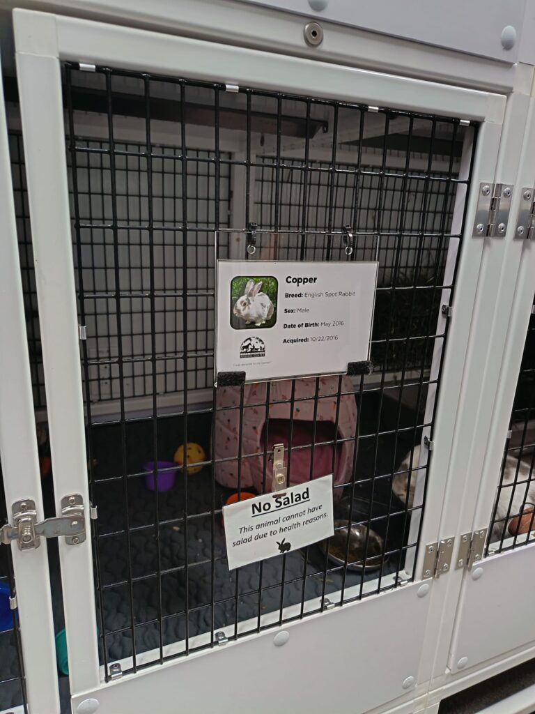 Iepuras internal la Helen Woodward Animal Center