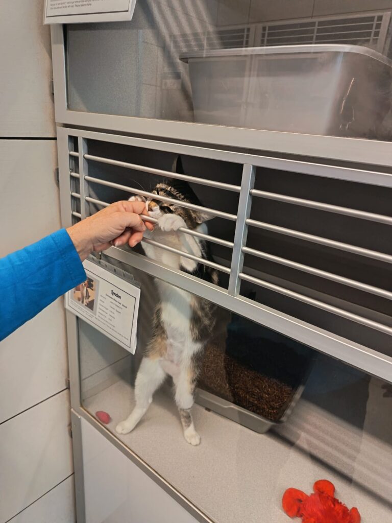 Pisica internata la asociatia Helen Woodward Animal Center