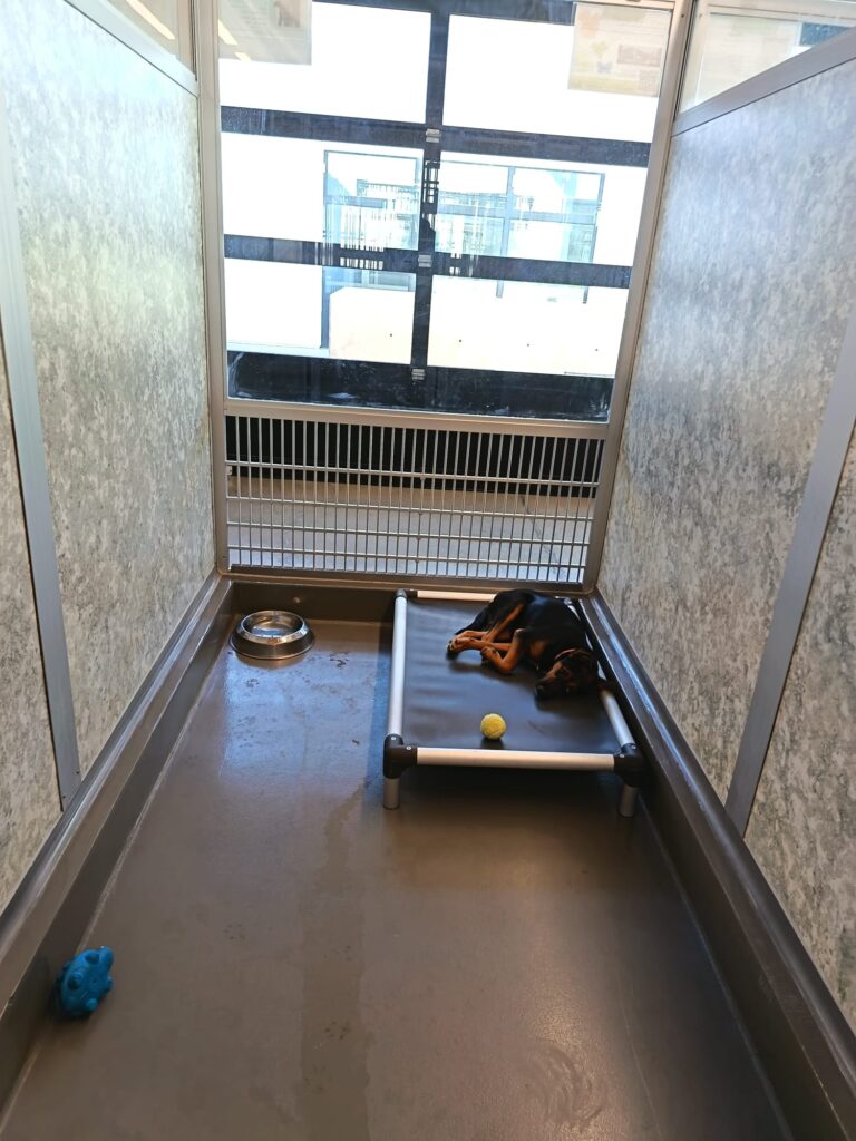 Catelus internat la asociatia Helen Woodward Animal Center